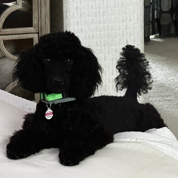 Meet your Posher, Debra - Picture 12 of 12